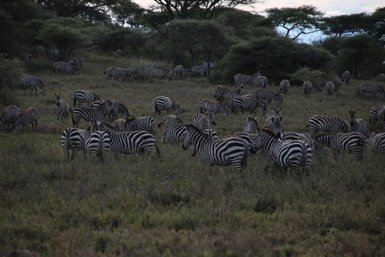 Zebras im warmen Licht des Sonnenuntergangs im Serengeti-Nationalpark – Tansania Familienreise