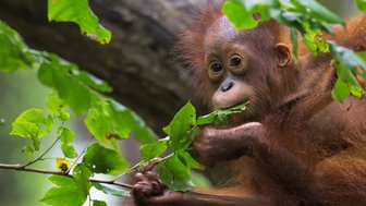 Ein Orang-Utan hangelt sich durch das Blätterdach des Dschungels – Malaysia & Borneo Familienreise