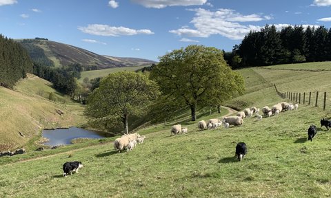 Hunde mit Schafherde in Natur - Schottland mit Kindern