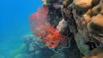 Unterwasserlandschaft und Meereslebewesen rund um Lombok – Bali Familienreise