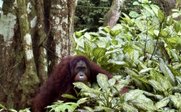 Orang-Utan im Dickicht - Malaysia Individualreise mit Kindern