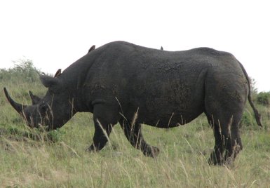 Ein Nashorn grast in der Savanne, umgeben von hohem Gras und kleinen Sträuchern, während es den Kopf nach unten neigt.