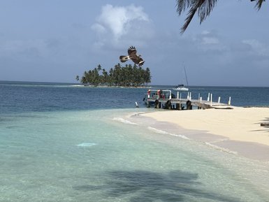 Ein majestätischer Vogel fliegt über das ruhige, glitzernde Wasser, während eine einsame Insel mit Palmen im Hintergrund zu sehen ist.