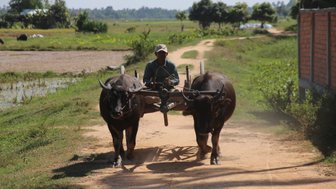Traditioneller Transport mit Ochsenkarren – Kambodscha mit Kindern
