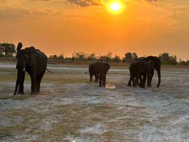 Eine Gruppe von Elefanten wandert durch die trockene Landschaft, während die Sonne am Horizont untergeht.