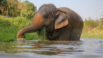 Gemütlicher Elefant steht im Wasser und frisst Gras – Thailand Familienreise