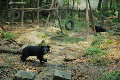 Ein schwarzer Bär läuft über einen kleinen Bach in einem Waldgebiet, umgeben von Bäumen und herbstlichem Laub.