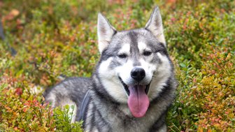 Ein fröhlicher Husky sitzt in buntem, niedrigem Gestrüpp und zeigt seine Zunge, umgeben von leuchtenden Pflanzen.
