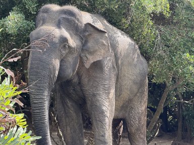 Ein majestätischer Elefant steht zwischen üppigem Grün, seine Haut zeigt die Spuren der Zeit und der Natur.