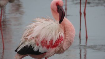 Nahaufnahme von einem Flamingo - Namibia mit Jugendlichen