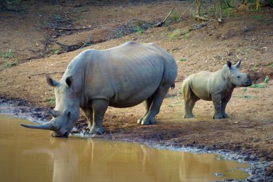 Eine Nashornmutter mit ihrem Jungtier trinkt an einem Wasserloch im Makutsi Game Reserve – Südafrika Reise mit Kindern