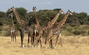 Eine Gruppe Giraffen in Savanne - Tansania Family & Teens - Tansania mit Jugendlichen