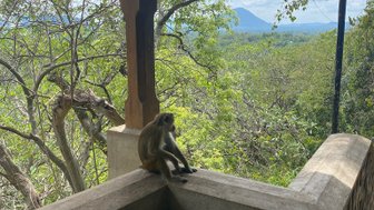 Affe sitzt auf einer Mauer beim Dambulla-Höhlentempel – Sri Lanka Familienreise