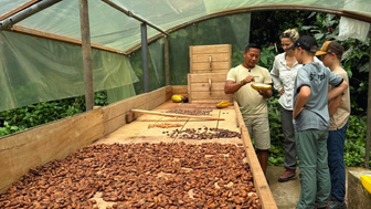 In einem Gewächshaus stehen mehrere Personen um einen Tisch, der mit Kakaobohnen und einem frischen Kakaofrucht gefüllt ist.