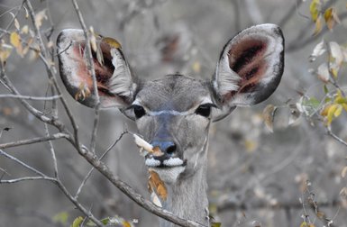 Ein Kudu schaut mit seinen großen Ohren aufmerksam direkt in die Kamera