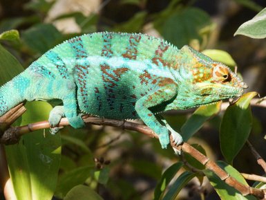 Ein lebendiger Chamäleon sitzt auf einem Ast, umgeben von grünen Blättern, mit schillernden Farben und einer interessanten Textur.