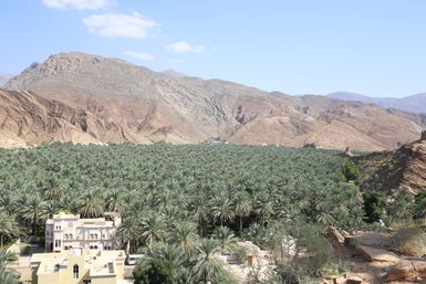 Zahlreiche Palmen säumen ein fruchtbares Tal im Hadschar-Gebirge – Oman mit Kindern