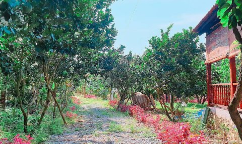 Ein malerischer Weg, gesäumt von bunten Pflanzen, führt durch einen üppigen Garten mit grünen Bäumen und blühenden Sträuchern.