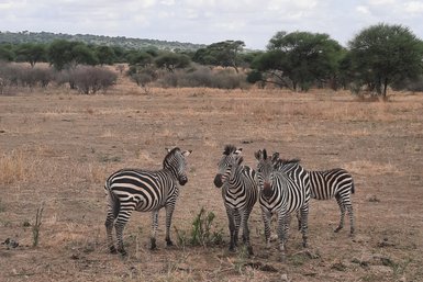 Gruppe von Zebras in der offenen Savanne des Tarangire-Nationalparks – Tansania Familienreise