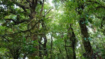 Wanderung durch den dichten Dschungel im Nebelwald von Monteverde – Costa Rica Familienreise