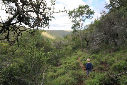 Kleines Kind bei einer Wanderung durch die Natur im Kariega Game Reserve – Garden Route mit Kindern