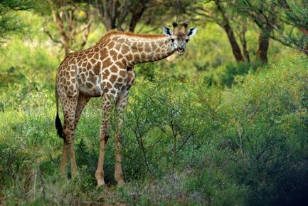 Eine Giraffe steht in einer grünen Landschaft, umgeben von Büschen und Bäumen, mit einem neugierigen Blick in die Kamera.