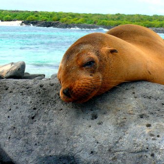 Ein Seelöwe liegt entspannt auf einem großen, grauen Felsen, während das türkisfarbene Wasser im Hintergrund sanft plätschert.