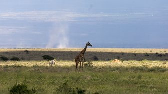 Eine Giraffe steht majestätisch in der Savanne, während eine Zebra im Hintergrund grast, umgeben von üppigem Grün.
