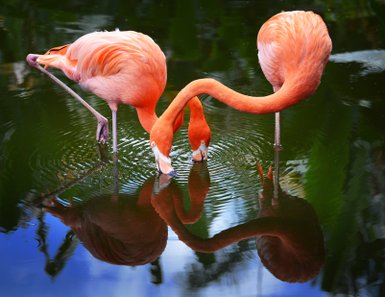 Zwei Flamingos stehen im Wasser und beugen sich, um nach Nahrung zu suchen, während sich ihre Reflexionen im Wasser zeigen.