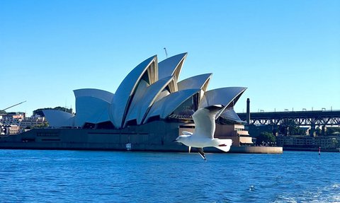 Eine weisse Möwe fliegt über das Wasser, während das berühmte Opernhaus von Sydney im Hintergrund sichtbar ist.