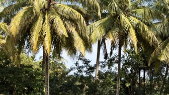 Hohe Palmen mit üppigem Laub stehen vor einem klaren blauen Himmel, umgeben von grünem Reisfeld und dichter Vegetation.