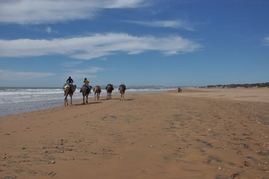 Kamele am Strand von Essaouira entlang der Atlantikküste – Marokko Familienreise