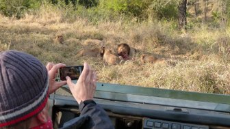 Löwenfamilie versammelt sich zum gemeinsamen Fressen in der südafrikanischen Savanne – Südafrika Familienreise