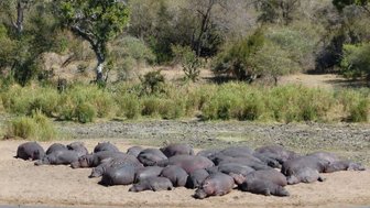 Entspannte Flusspferde ruhen im kühlen Wasser eines südafrikanischen Flusses – Südafrika mit Kindern