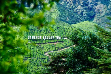 „Cameron Valley Tea“ Schriftzug ragt aus der grünen Teeplantage der Cameron Highlands hervor – Malaysia & Borneo Reise mit Kindern