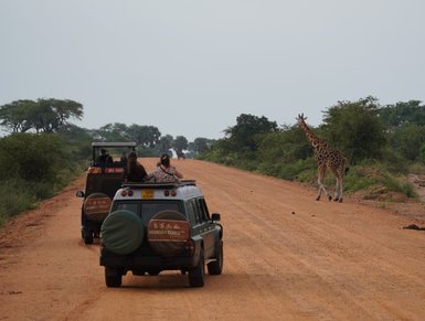 Zwei Geländewagen fahren auf einer staubigen Straße, während eine Giraffe gemächlich vorbeigeht.