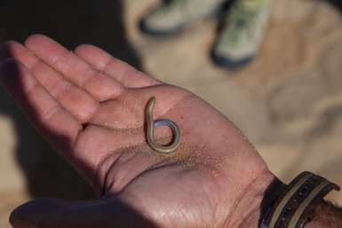 Ein Mann hält einen Wurm in der Hand - Namibia Familienurlaub