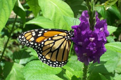 Schmetterling auf einer lilafarbenen Blume im Ecocentro Danaus in Alajuela – Costa Rica mit Kindern