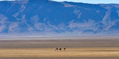 Vier Strauße im NamibRand Nature Reserve - Namibia Urlaub mit Kindern