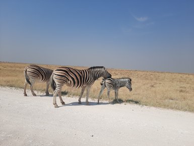 Drei Zebras stehen am Rand einer Straße - Namibia Familienurlaub