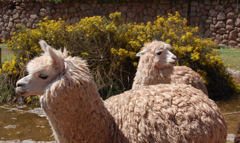 Zwei Lamas stehen friedlich in einer sonnigen Landschaft, umgeben von gelben Blumen und einem steinernen Hintergrund.