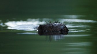 Ein Biber taucht im ruhigen Wasser auf, sein Kopf ist sichtbar, während die sanften Wellen um ihn herum glitzern.
