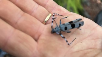 Eine Hand hält einen großen, grauen Käfer mit schwarzen Punkten und langen Antennen, umgeben von einem verschwommenen Waldhintergrund.