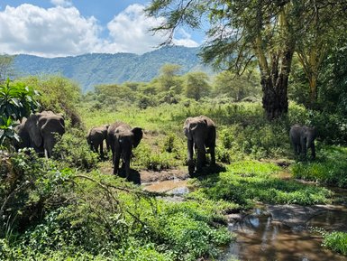 Elefanten durchstreifen saftiges Grün im Ngorongoro-Krater – Tansania mit Kindern