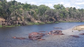 Eine Gruppe von Flusspferden ruht im Wasser eines ruhigen Flusses, umgeben von üppigem Grün und einem blauen Himmel.