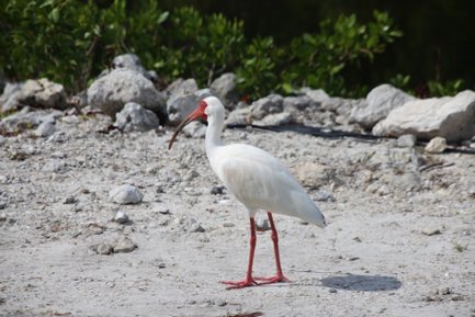 Ein weißer Ibis mit leuchtend roten Beinen und Schnabel steht auf einem sandigen Boden, umgeben von Steinen und Pflanzen.