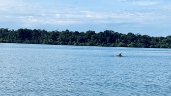Ein Delfin schwimmt elegant durch das ruhige Wasser, während üppige Bäume im Hintergrund sichtbar sind.