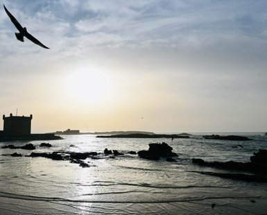 Eine Möwe im Flug als dunkle Silhouette vor dem Atlantik – Marokko mit Kindern
