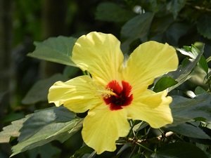 Eine intensiv gelbe Blume in voller Blüte – Sri Lanka mit Kindern