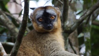 Ein Lemur mit einem auffälligen Gesichtsmuster sitzt entspannt auf einem Ast, umgeben von üppigem Grün.